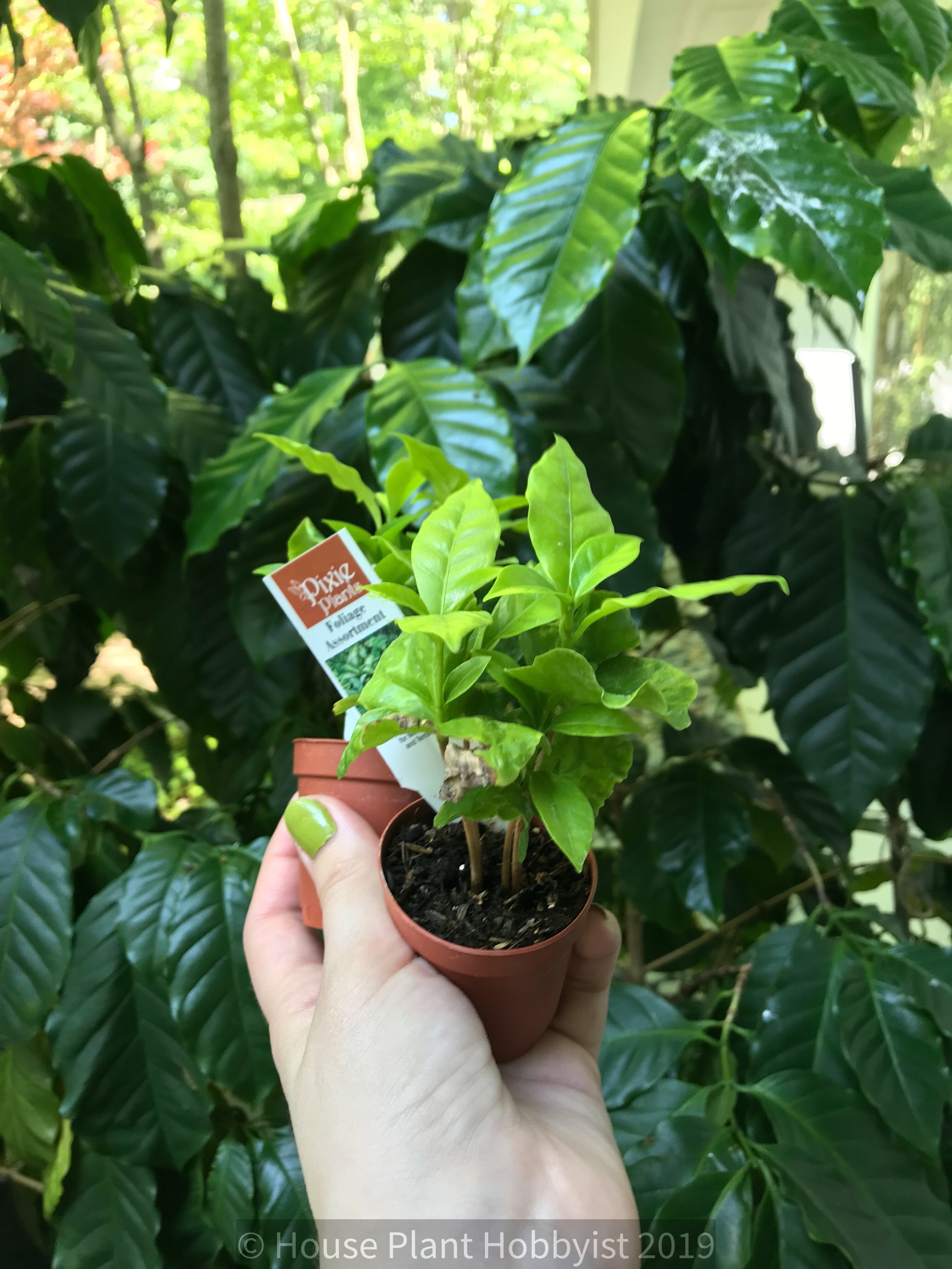 Separating Coffee Seedlings — House Plant Hobbyist