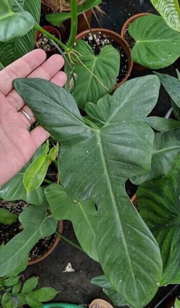 Flora and Fauna: House Plants with Animal Names — House Plant Hobbyist Flora and Fauna: House Plants with Animal Names — House Plant Hobbyist
