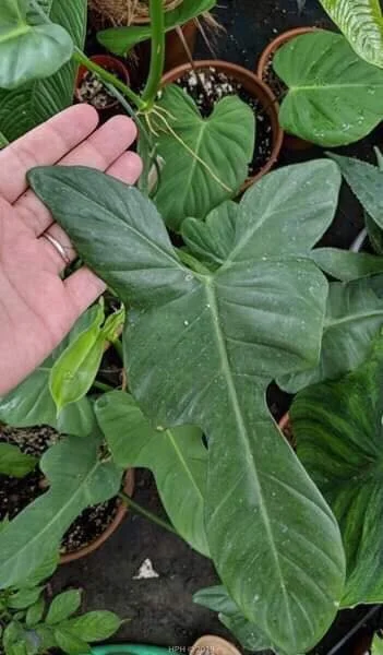 Viris Philodendron bipennifolium.jpg
