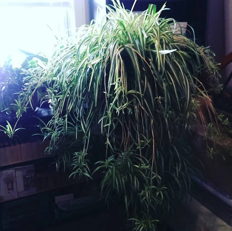 Chlorophytum2.jpg