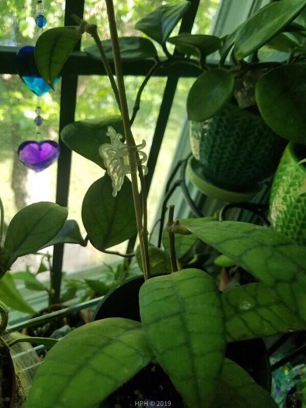 hoya callistophylla long.jpg
