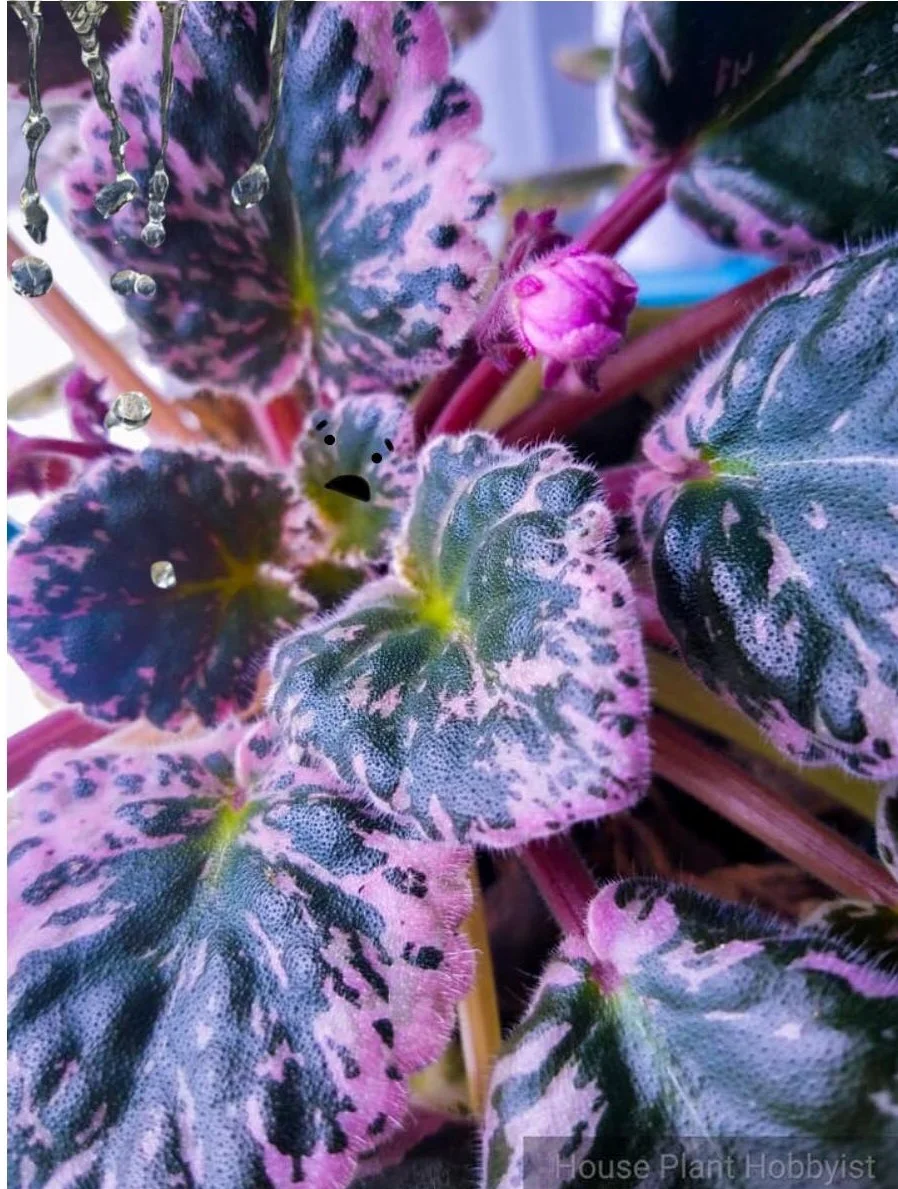 Fact or Fiction fuzzy leaves.jpg