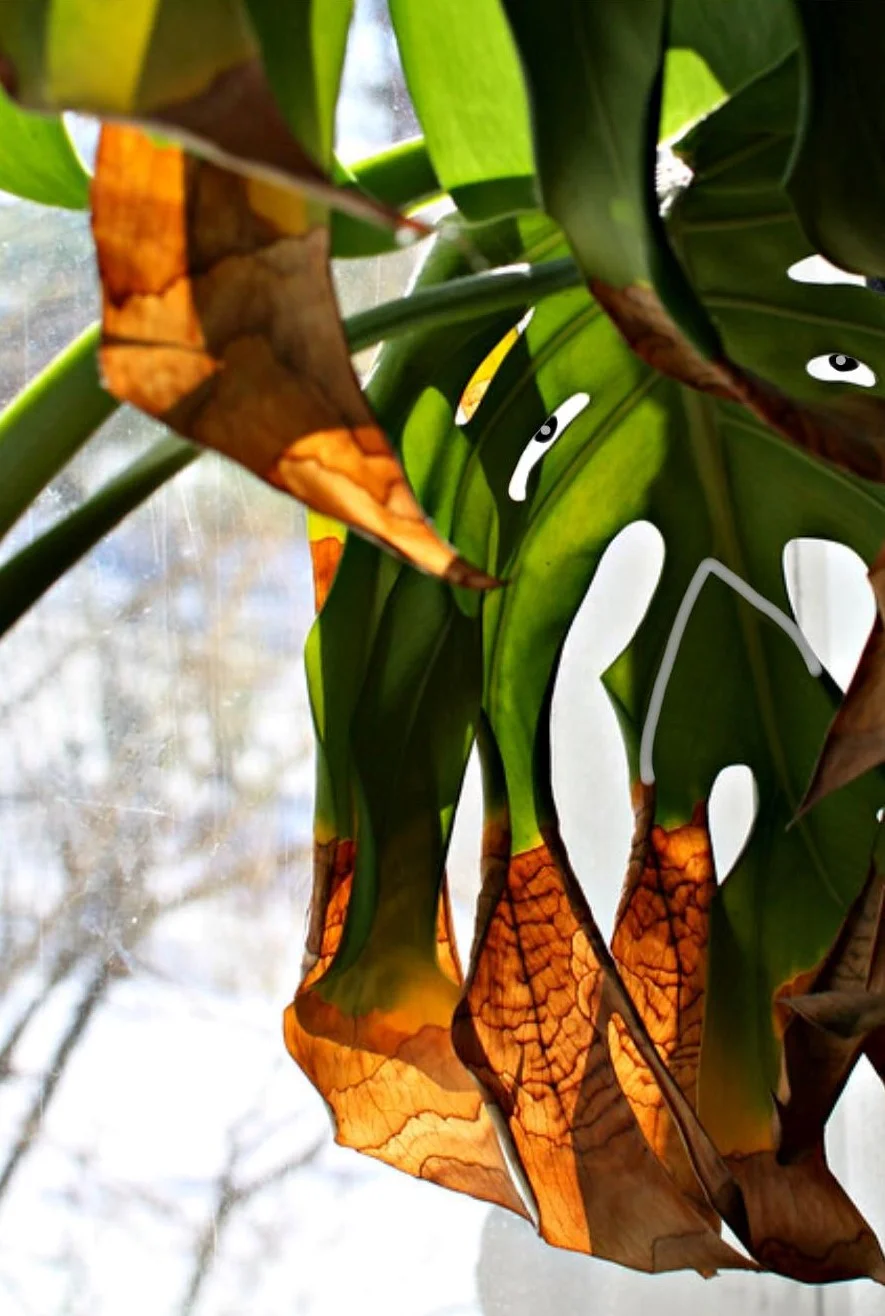 Fact or Fiction plants you cannot kill.jpg