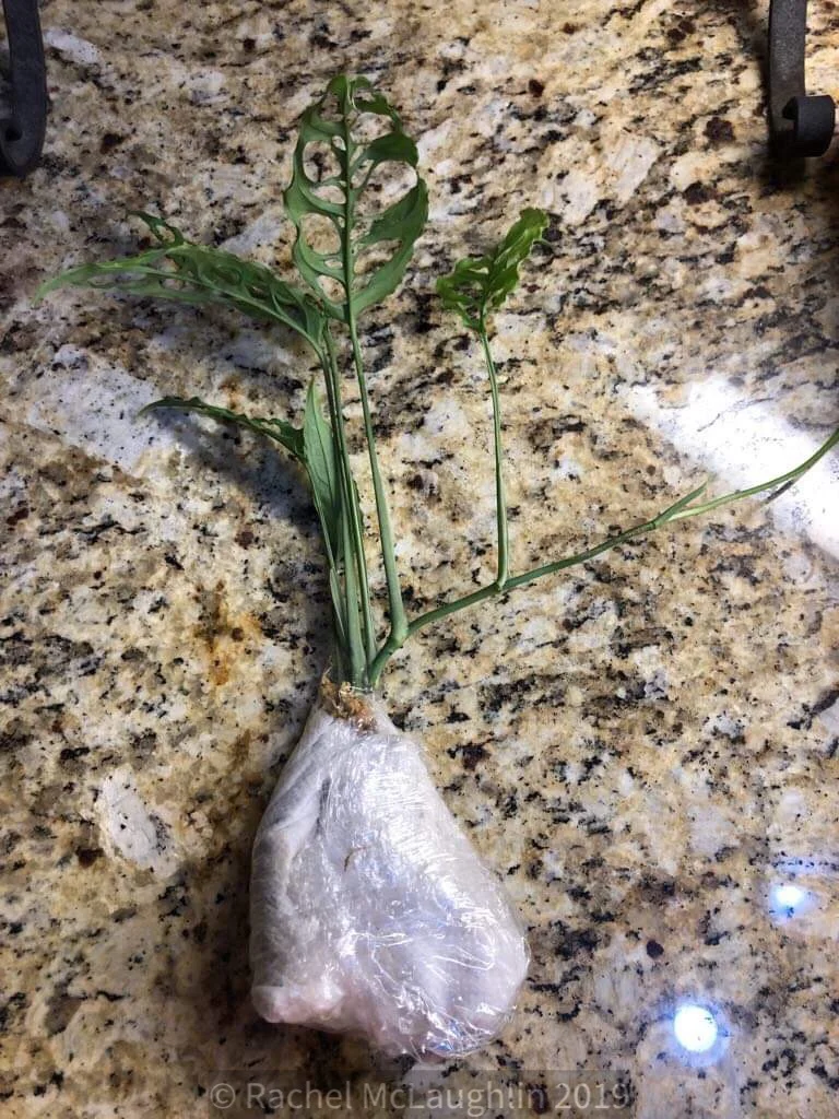 How To Box Plants for Shipping — House Plant Hobbyist