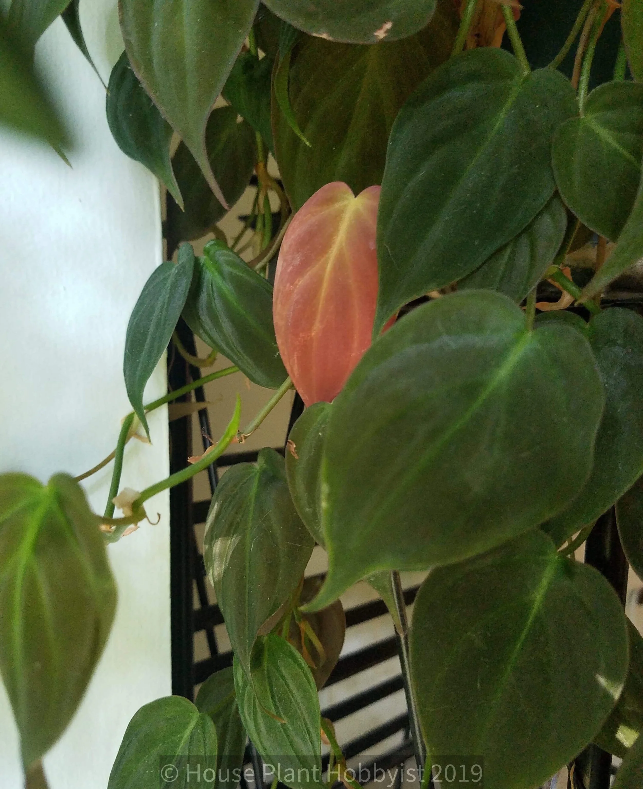Philodendron "Micans" Care — House Plant Hobbyist