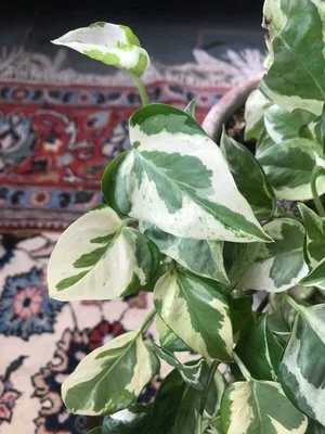 Epipremnum4.jpg