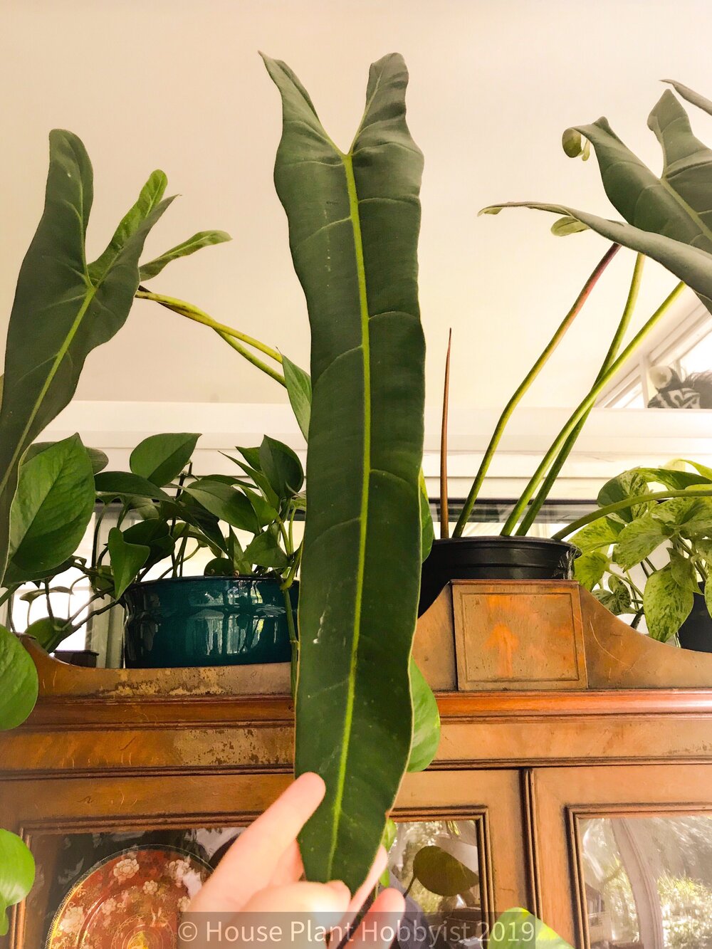Philodendron Spiritus Sancti Price