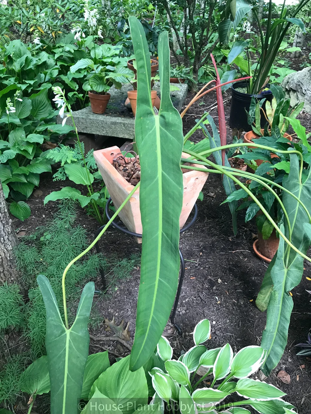 Philodendron Spiritus Sancti House Plant Hobbyist