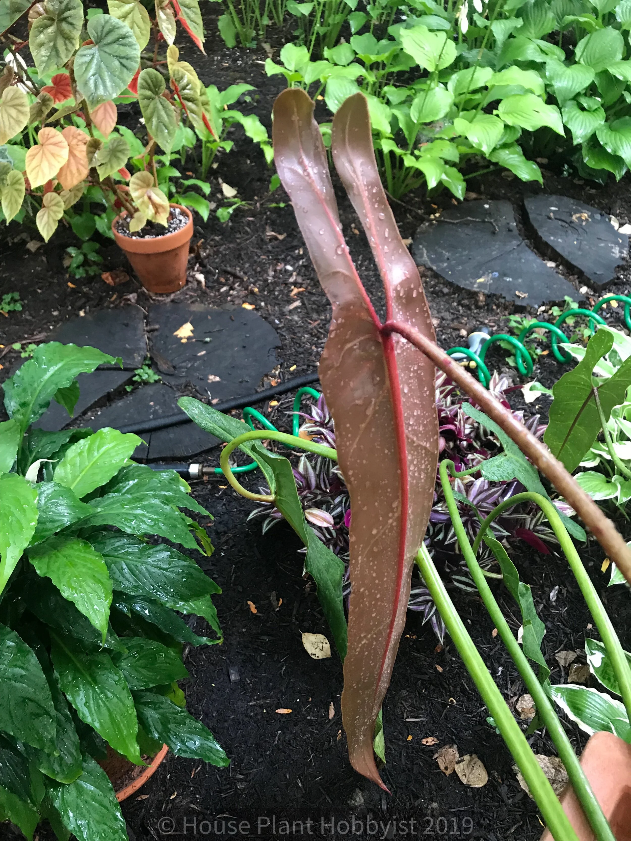 Philodendron Spiritus Sancti House Plant Hobbyist