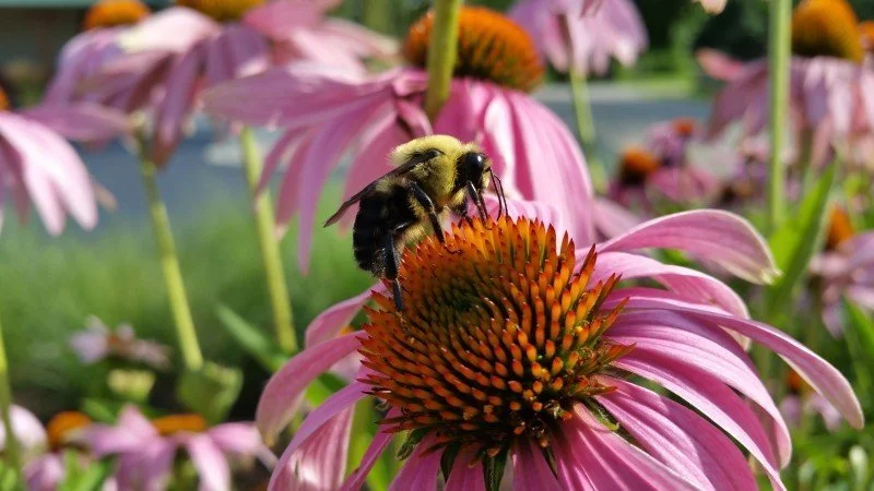 bee-coneflower-insects-bumblebee.jpg