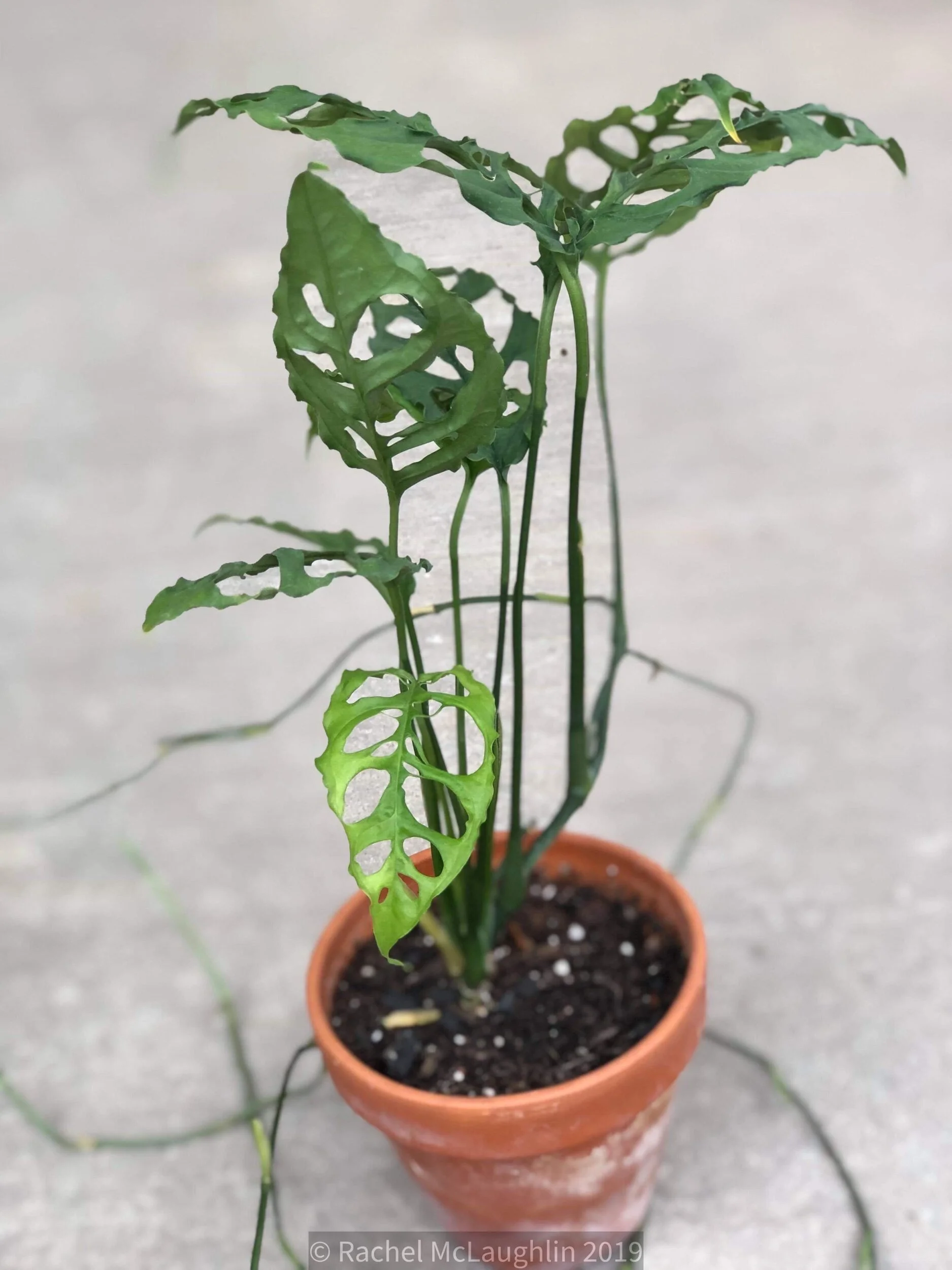 Monstera Obliqua Fact Fiction House Plant Hobbyist