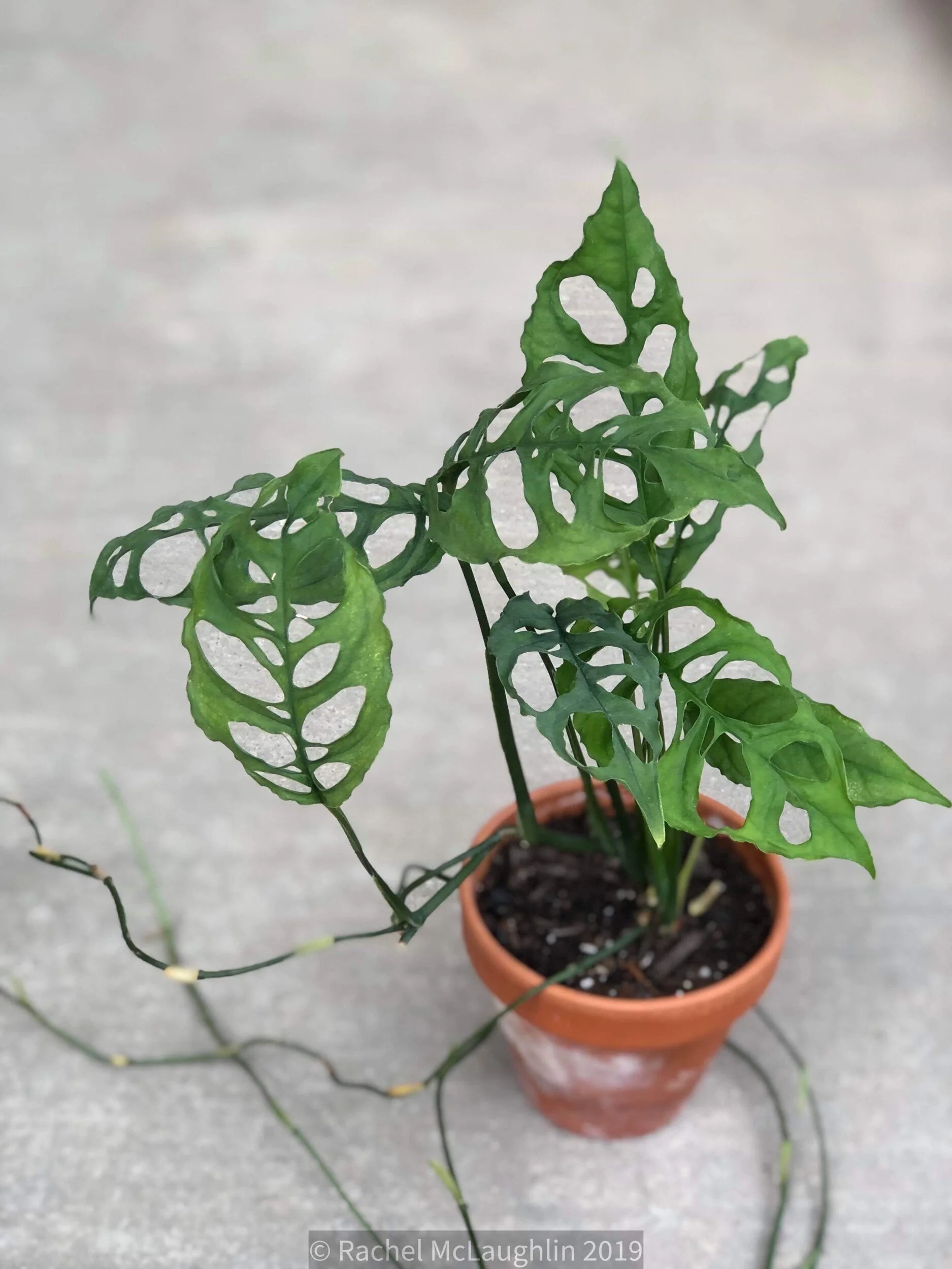 Monstera Obliqua Fact Fiction House Plant Hobbyist Monstera Obliqua Fact Fiction House Plant Hobbyist
