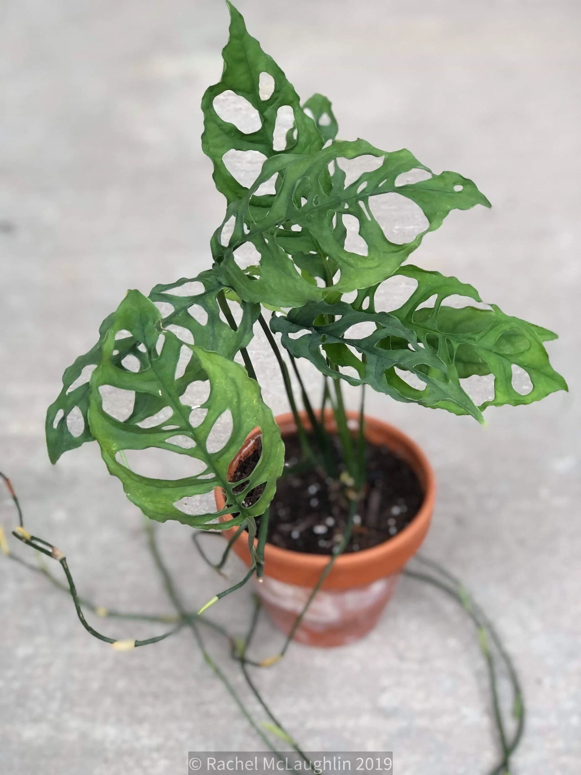 Monstera Obliqua Fact Fiction House Plant Hobbyist Monstera Obliqua Fact Fiction House Plant Hobbyist