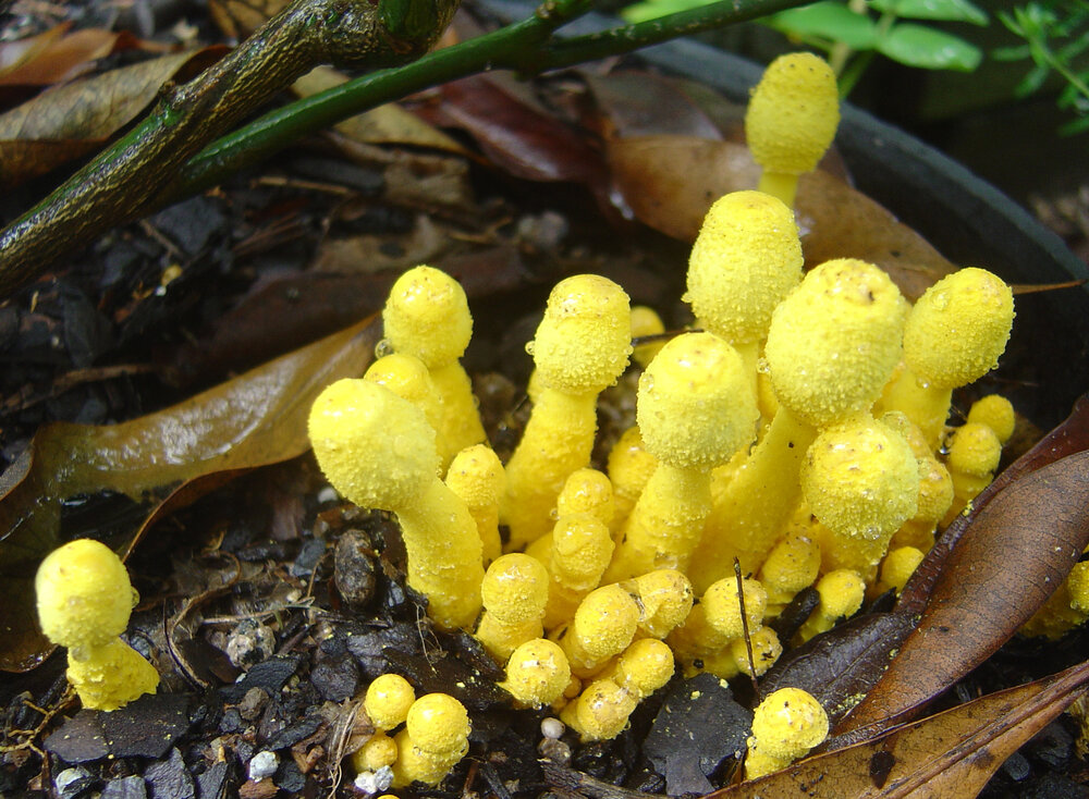 Indoor plant yellow fungus