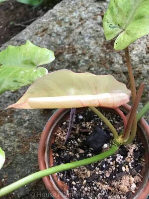 Philodendron House Plant Care Education And Lifestyle House Plant Hobbyist