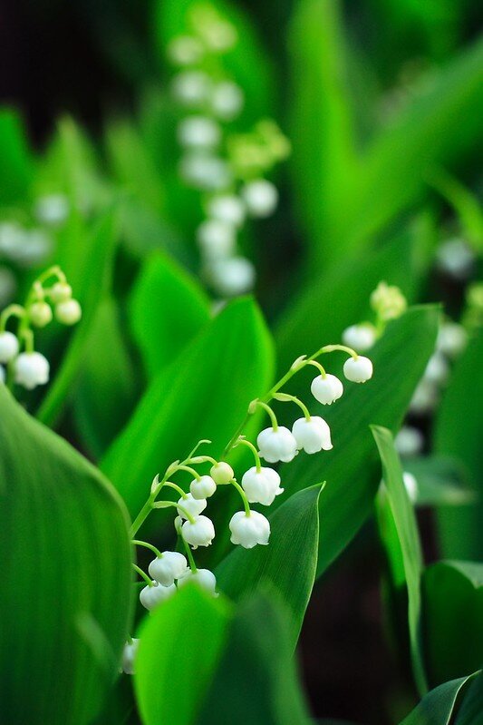 Lily of the valley patreon