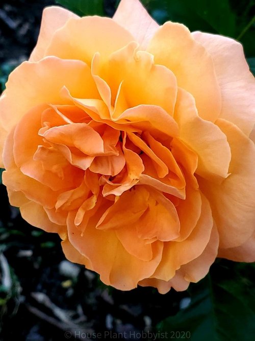 The Radiant Rose House Plant Hobbyist