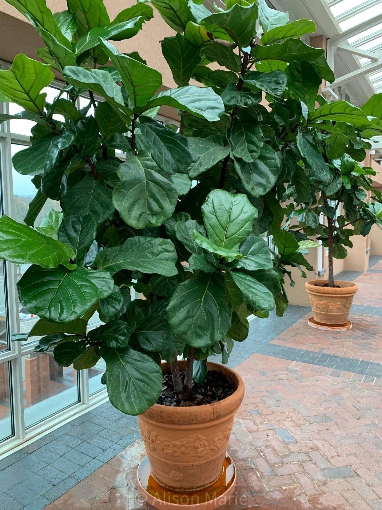 F. lyrata — House Plant Care, Education, and Lifestyle — House Plant