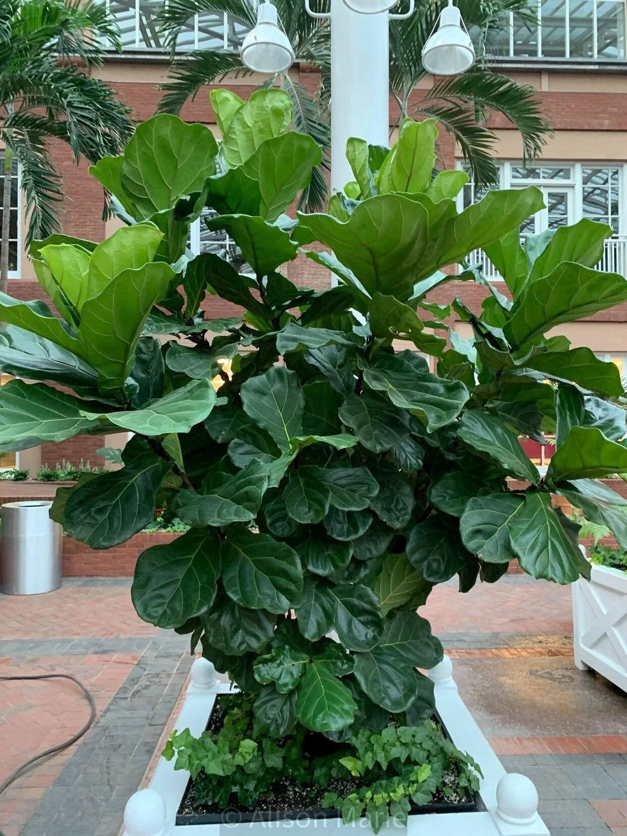 Fiddle Leaf Fig Care — House Plant Hobbyist