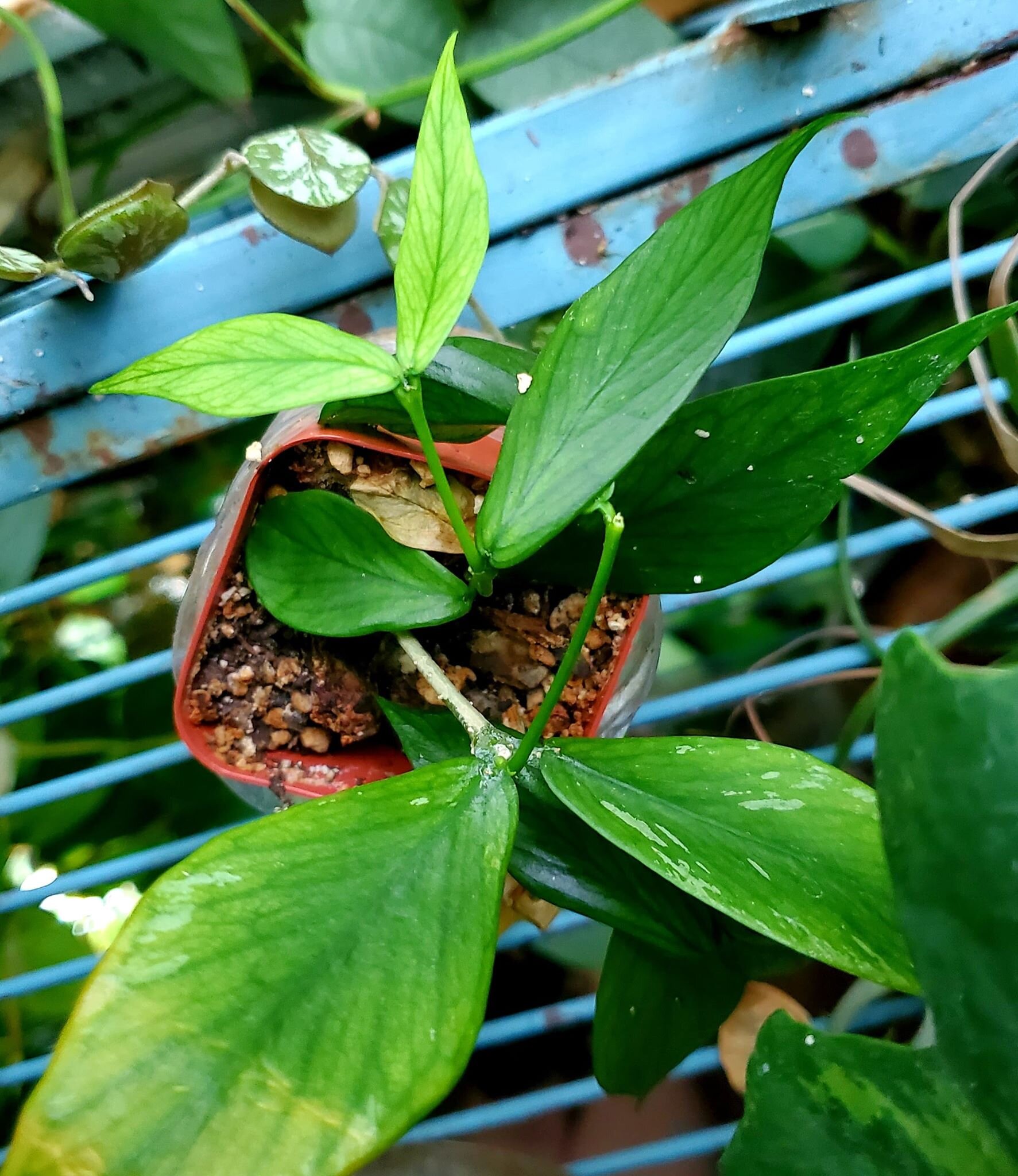 Hoya Hoya polyneura cutting 