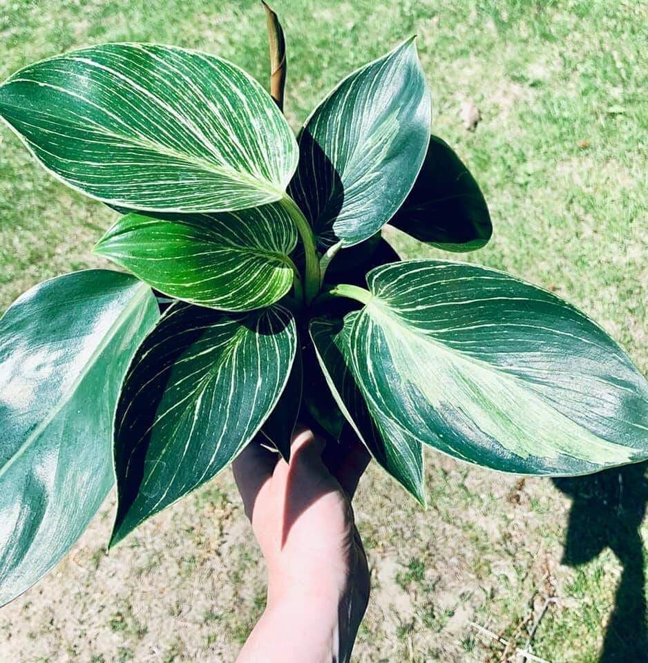 Member of the Day @emma_jayne04 sent us this beautiful pic!
.
.
.
.
#houseplanthobbyist #hph #hphgroup #green #nature #garden #plant #plants #plantsmakepeoplehappy #plantsofinstagram #plantblogger #houseplant #houseplants #leaves #birkin #philodendro