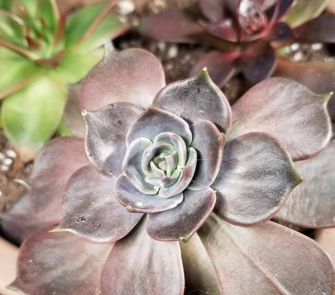 Member of the Day @gr0whereurplanted sent us this pic🌿💚
.
.
.
.
#houseplanthobbyist #hph #hphgroup #houseplantsofinstagram #houseplant #houseplants #indoorplants #indoorjungle #indoorgarden #indoorplantsofinstagram #green #nature #leaves #echeveria