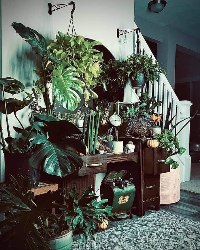 Member of the Day @happyrootsindy shared this picture with us💚🌿
.
.
How many plants can you spot/name🤔
.
.
.
#houseplanthobbyist #hphgroup #hph #gardening #green #plant #plants #plantsmakepeoplehappy #plantsofinstagram #nature #indoorplants #indoo