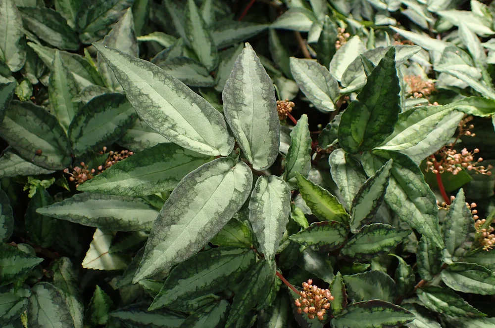 Pellionia Repens Trailing Watermelon Begonia Care House Plant Hobbyist