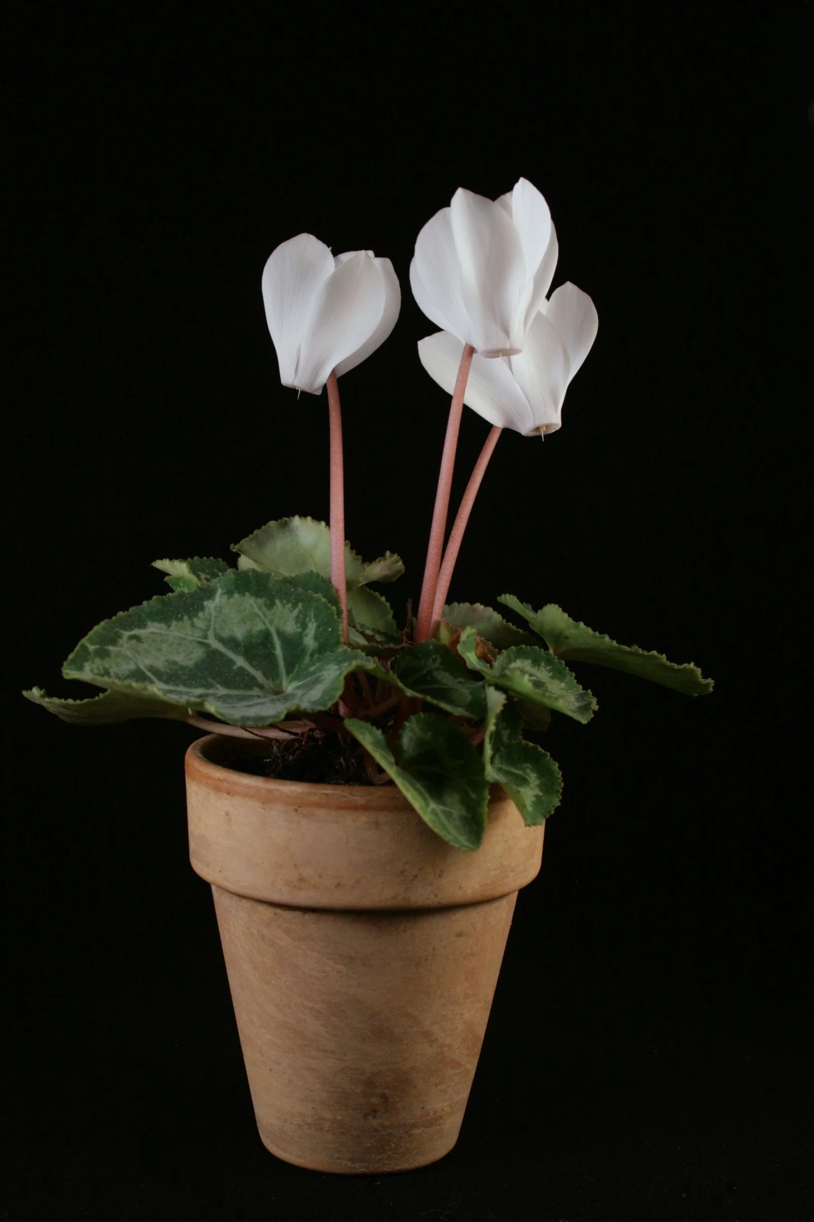 Cyclamen Care — House Plant Hobbyist