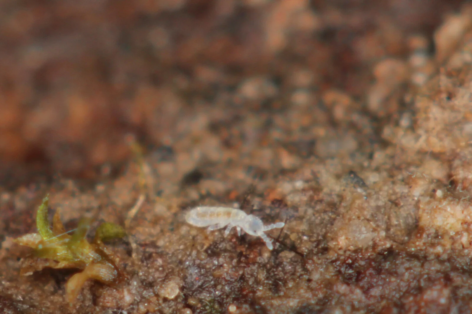 Are Springtails Good For Plants