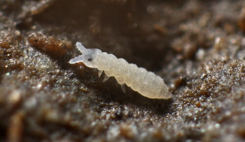 Can springtails live in a “terrarium” like this? Individual potted plants?  : r/Springtail