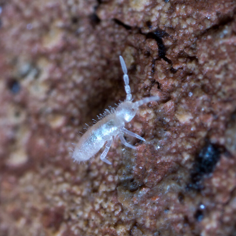 Can springtails live in a “terrarium” like this? Individual potted plants?  : r/Springtail