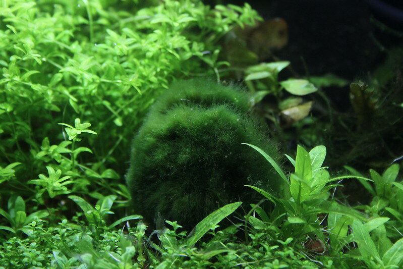 Caring for Marimo Moss Balls
