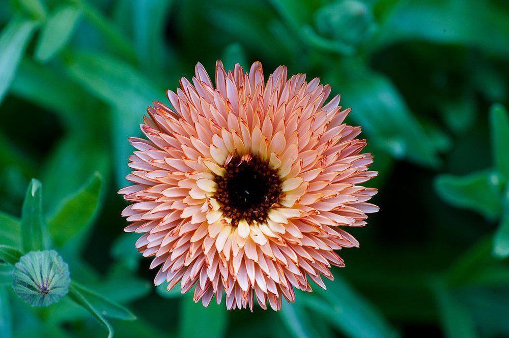 Pink Calendula