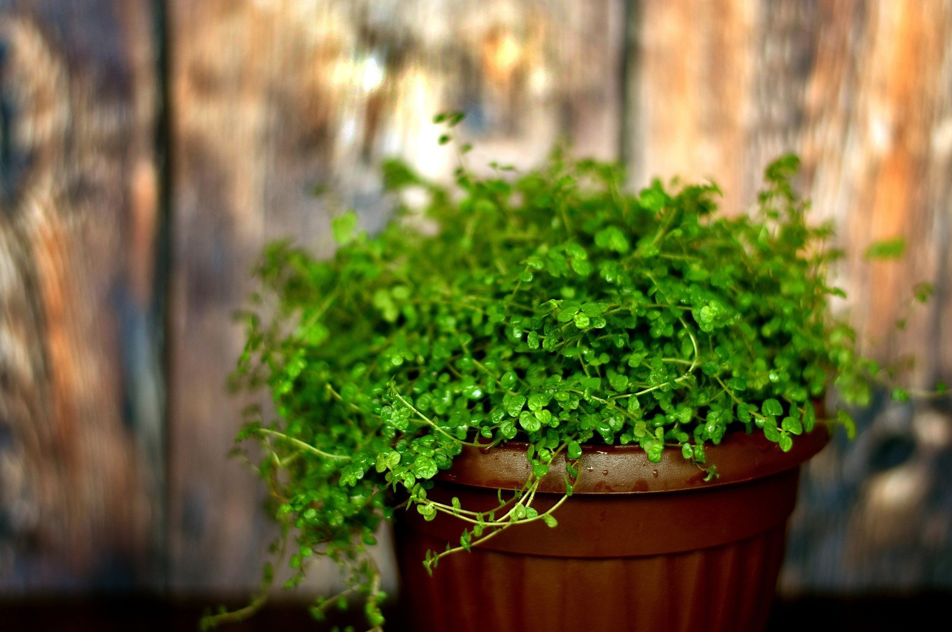 Baby plant. Солейролия Хельксина. Солейролия, гелксина, детские слезки. Солейролия Грин. Солейролия Солейроля Soleirolia soleirolii.