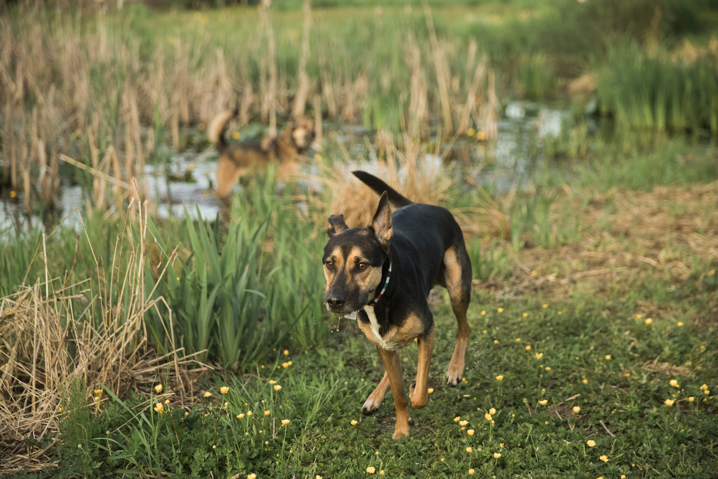 HubertKang-DogsOnaMission-00744.jpg