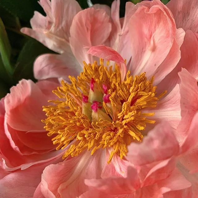 Peonies are so delicate and pretty. 🙏@jwowmateo