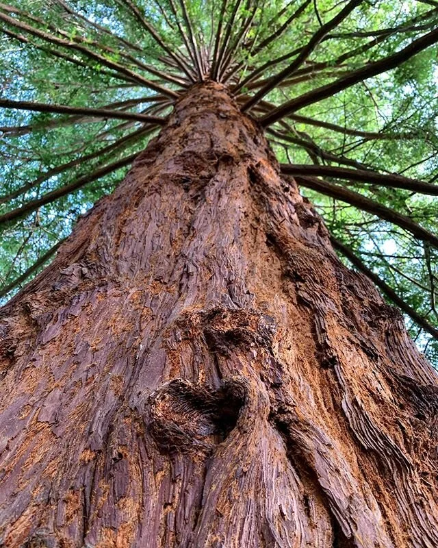 Big tree love 🌲💚