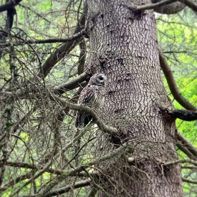 I was so grateful to see this beautiful owl 🦉 on my nature walk today.