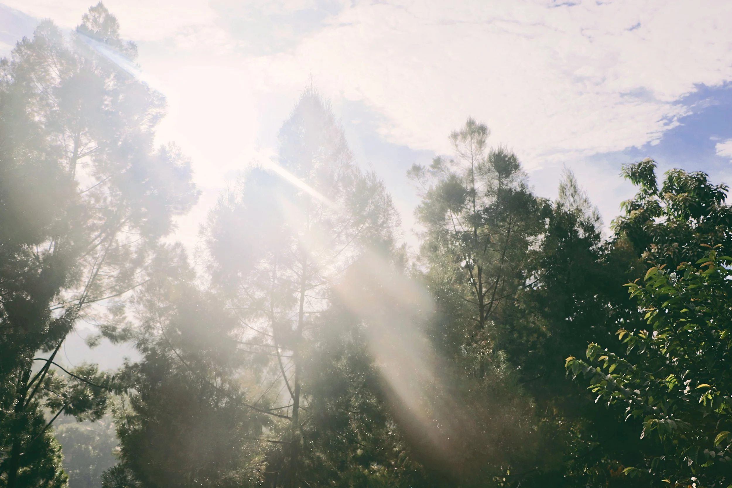 branch-bright-cloud-982694.jpg