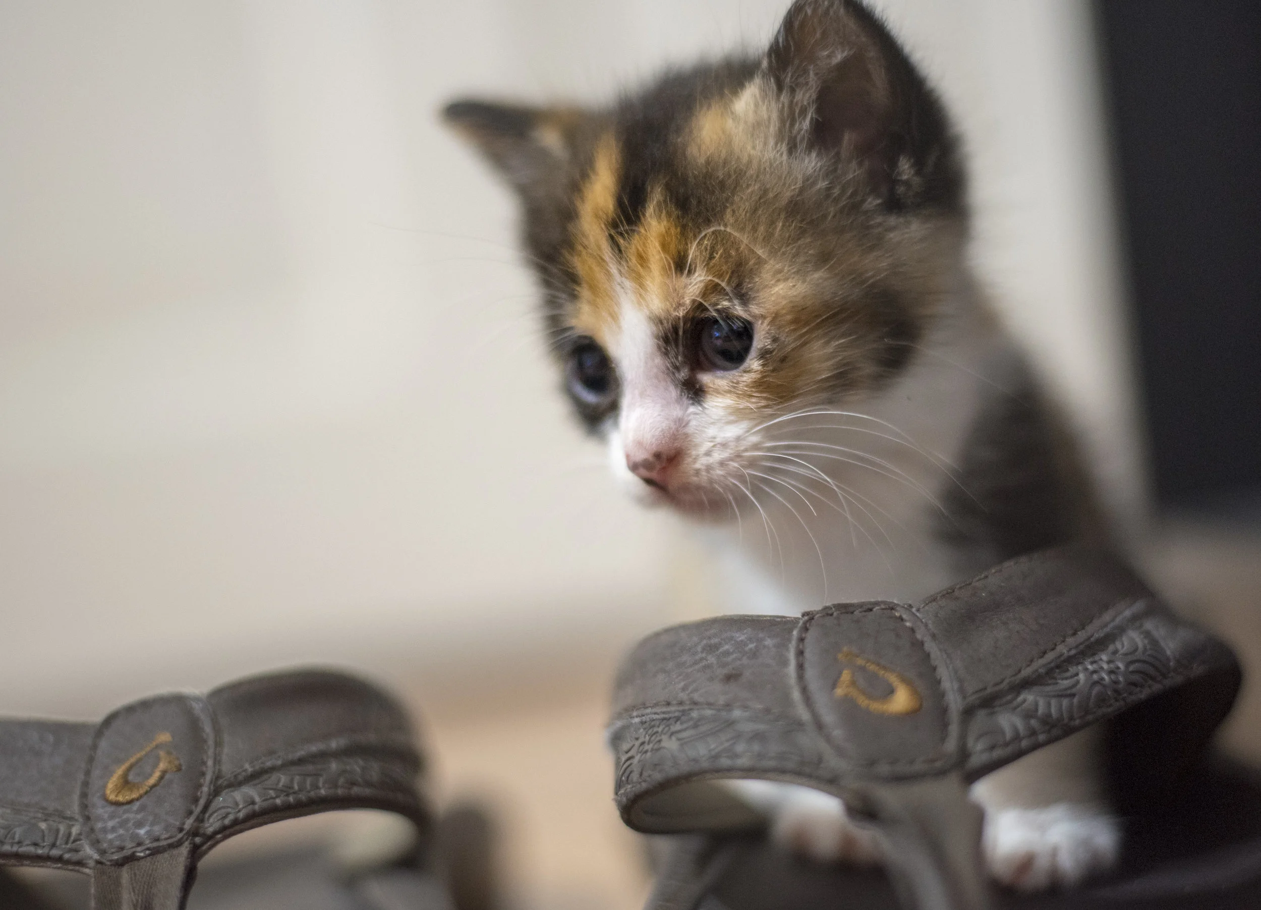 Tea Cup Kittens and Footy Mittens