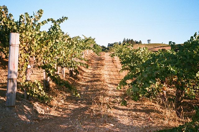 Harvest captured on film by @kooks.anonymous .
.
.
.
#vineyard #wine #winery #winemakerslife #winelover #winenight #winetasting