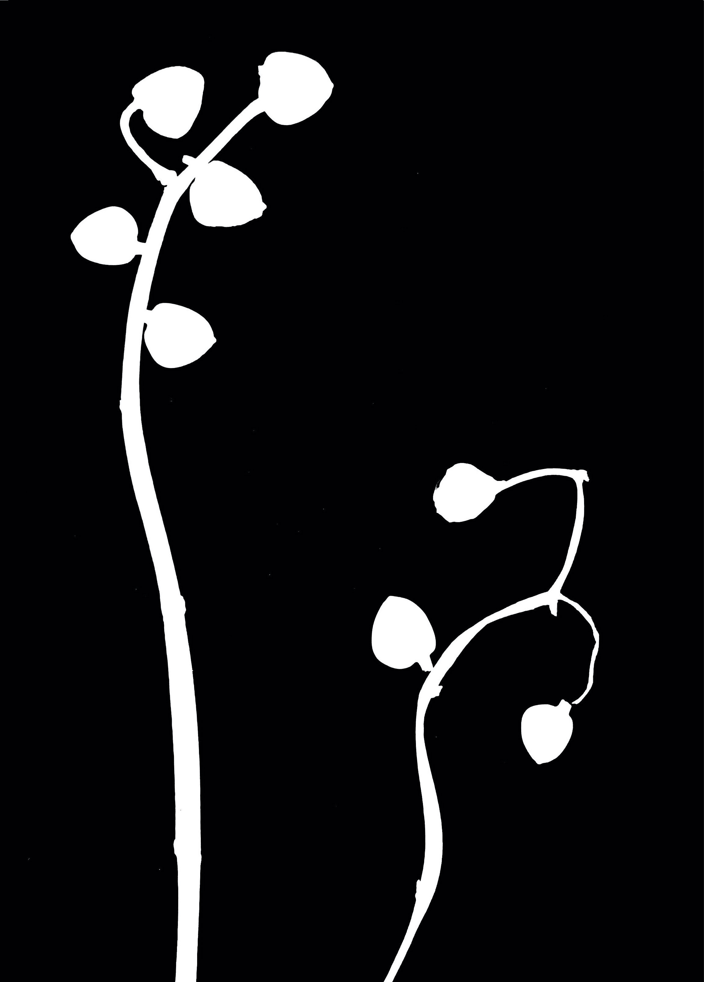 Photogram 1 copy 2.jpg