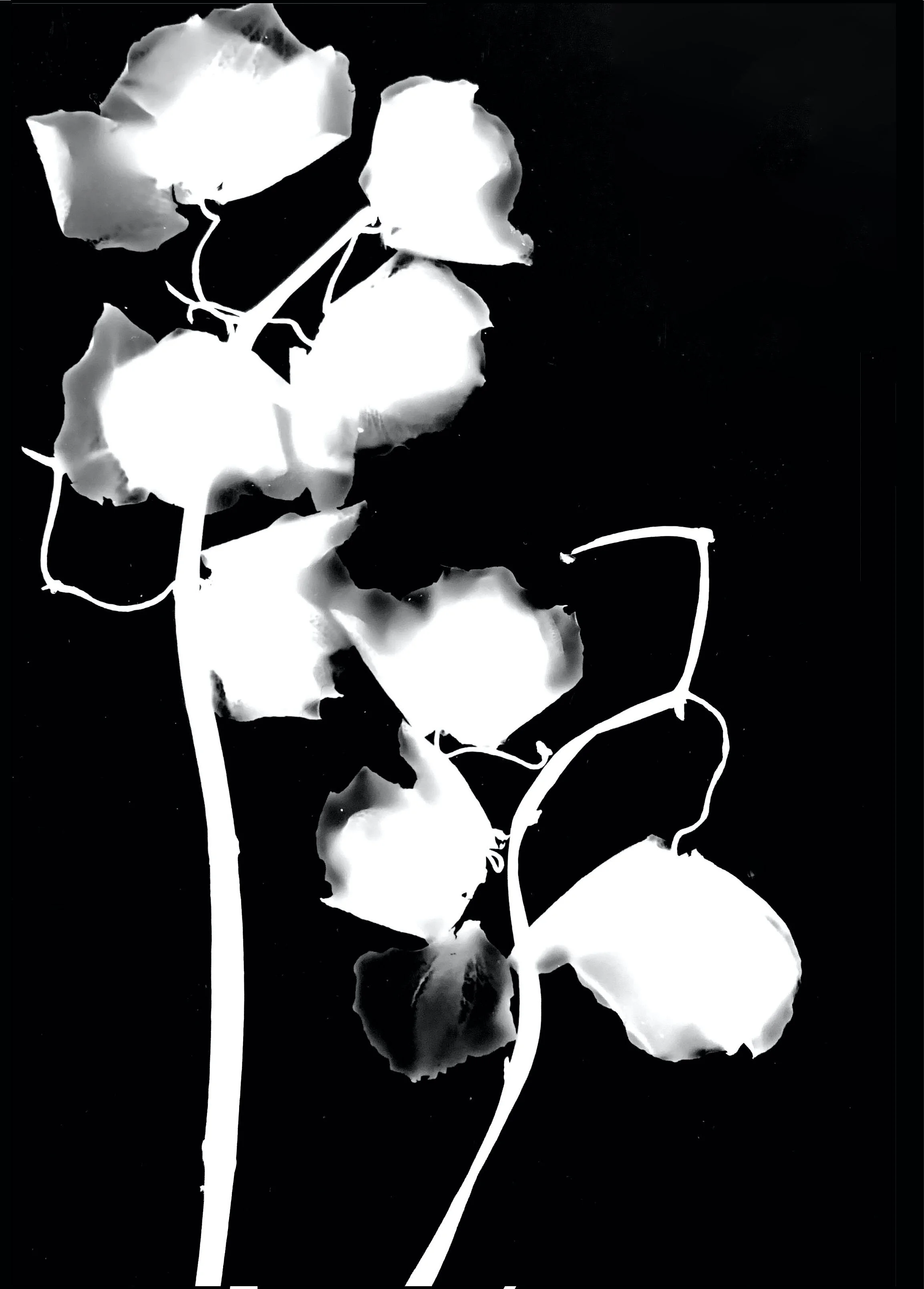 Photogram 1 copy 3.jpg
