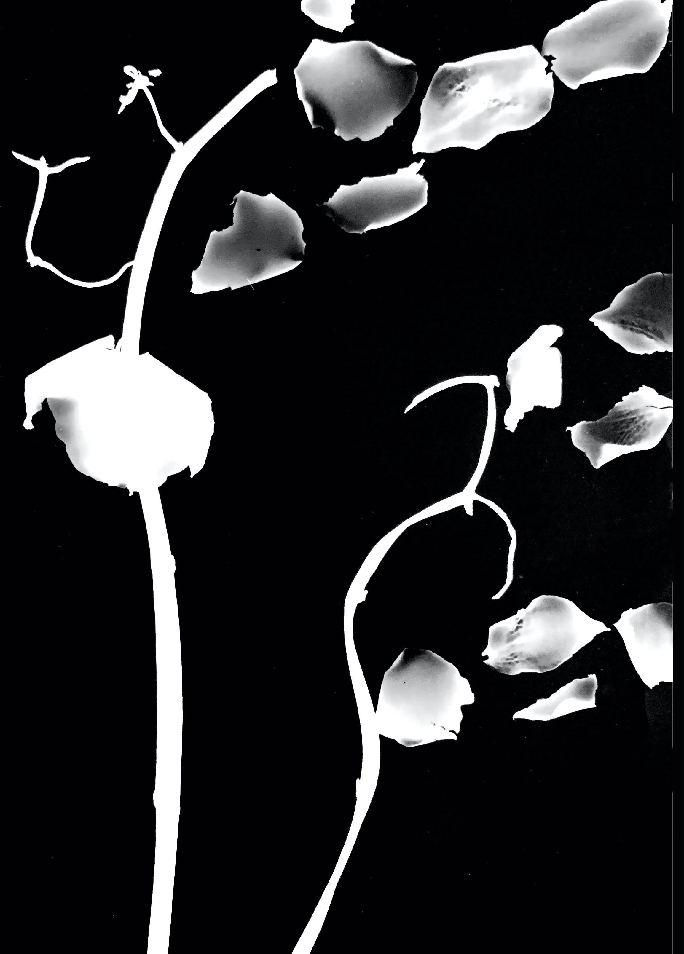 Photogram 1 copy 4.jpg