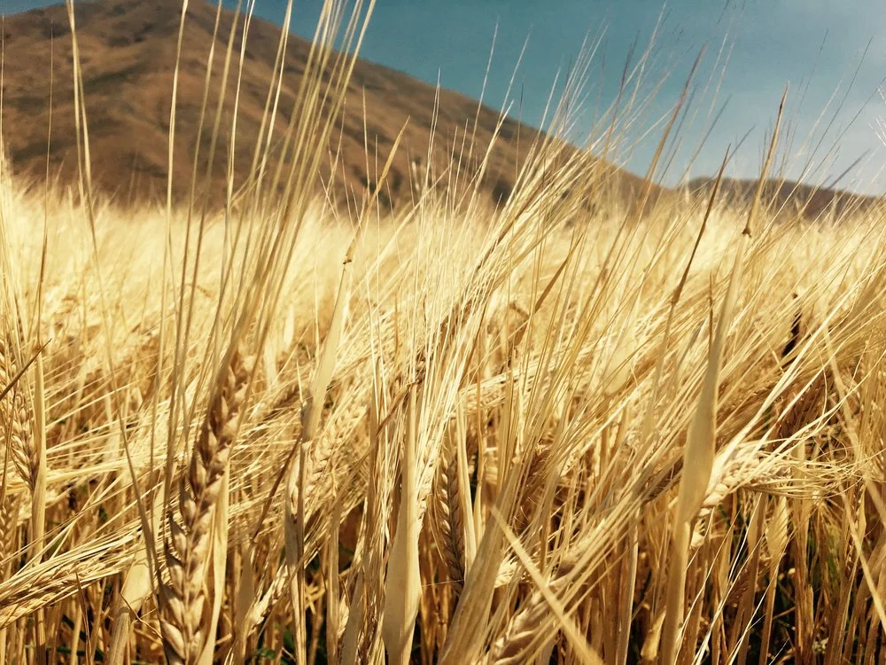 CleanFlourFreshGrain.jpeg