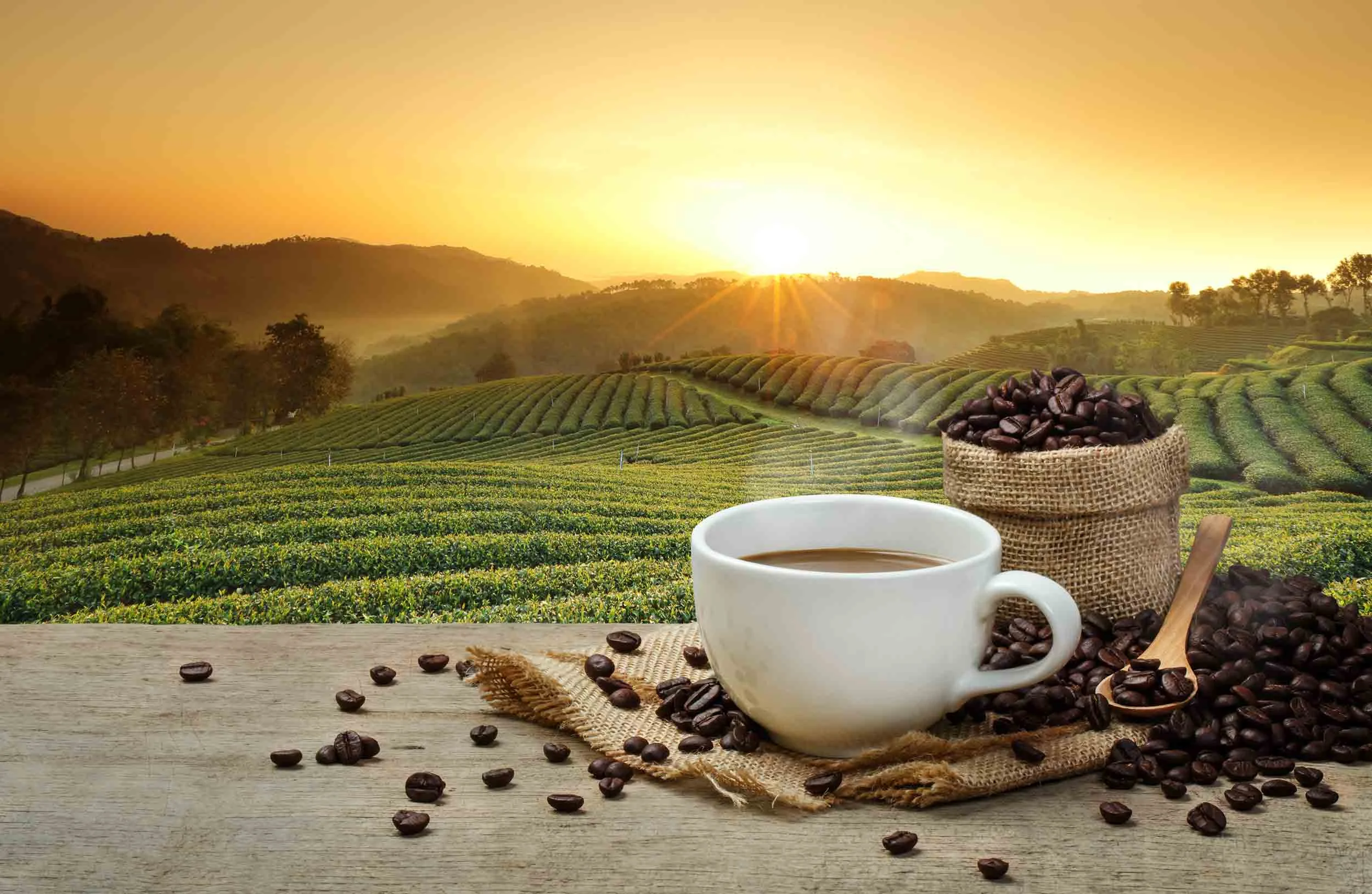 HS-Website---Beverage-Based---Coffee.jpg