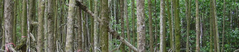 Mangrove Image 1.jpeg