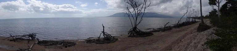 Mangrove Image 2.jpeg