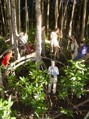 Daintree MMM.jpeg